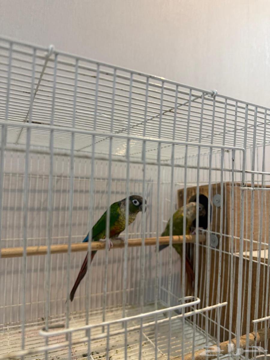 Kenjo Couple for Sale64141917417345110