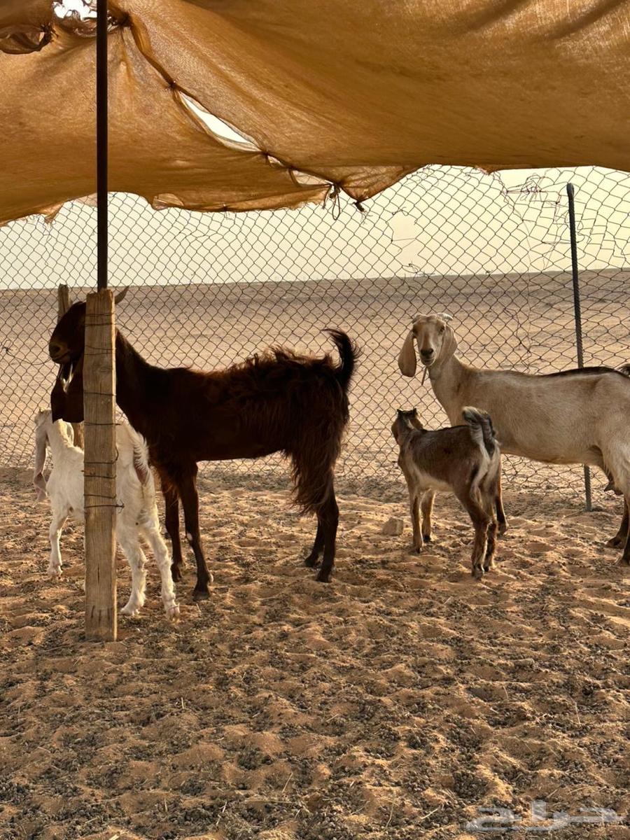 Goats for sale64141528373122114