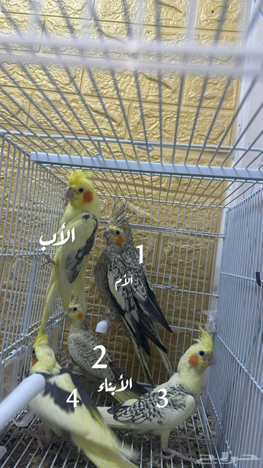 مجموعه طيور البيع للكل او ممتفرق64146247419778110