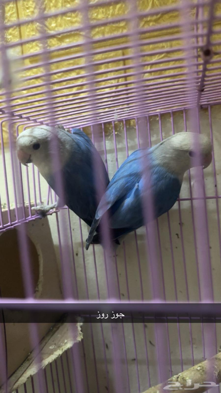 مجموعه طيور البيع للكل او ممتفرق64146247419778114