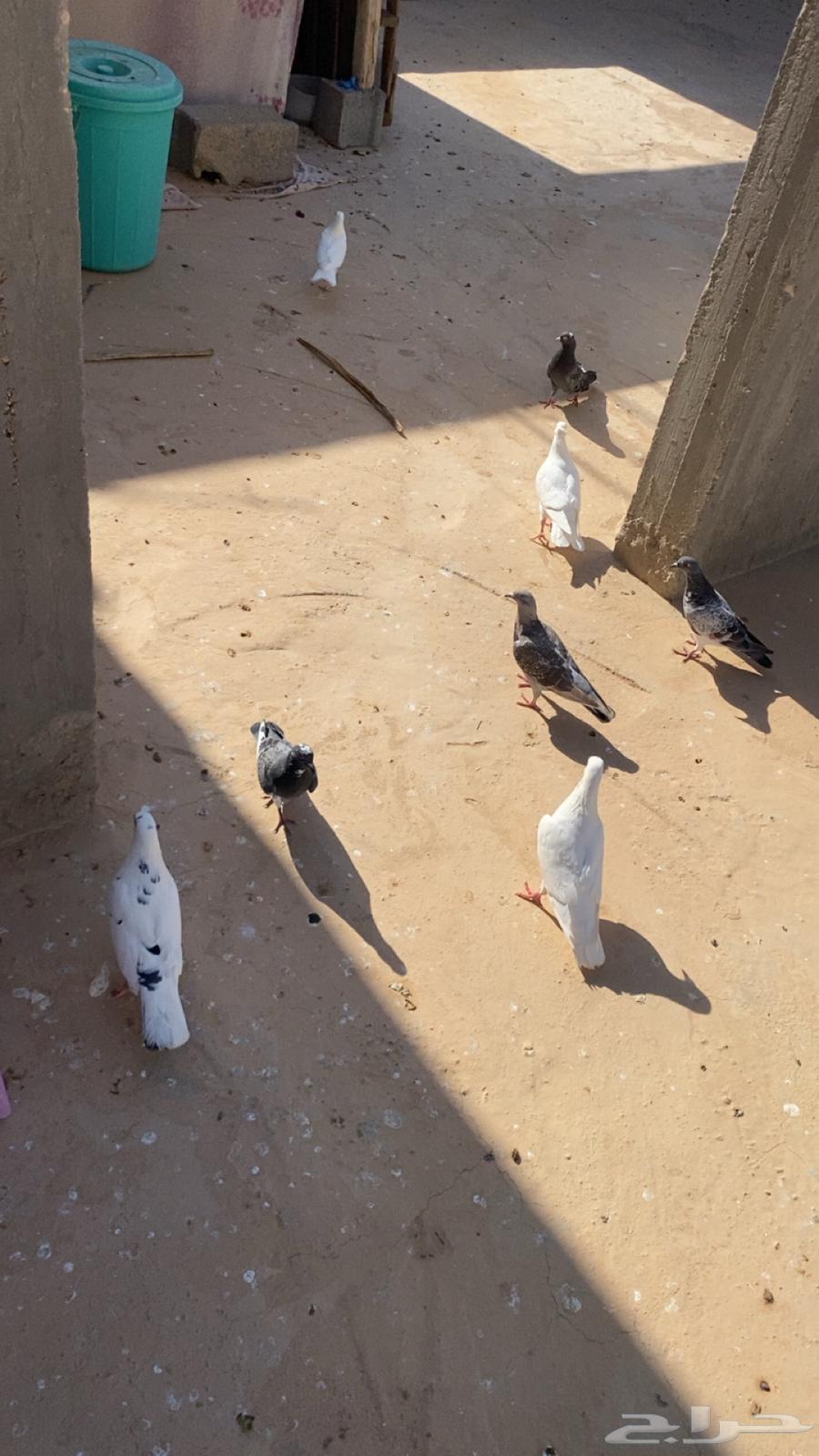 حمام زاجل وعادي للبيع 13طعشر حبه بسعر 24064162373475843111