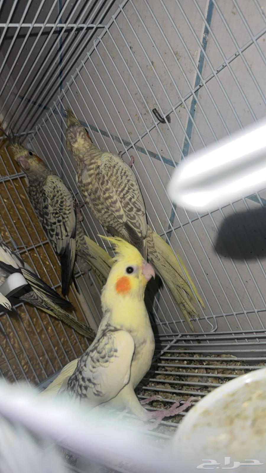 مجموعه طيور البيع للكل او ممتفرق64146247419778112