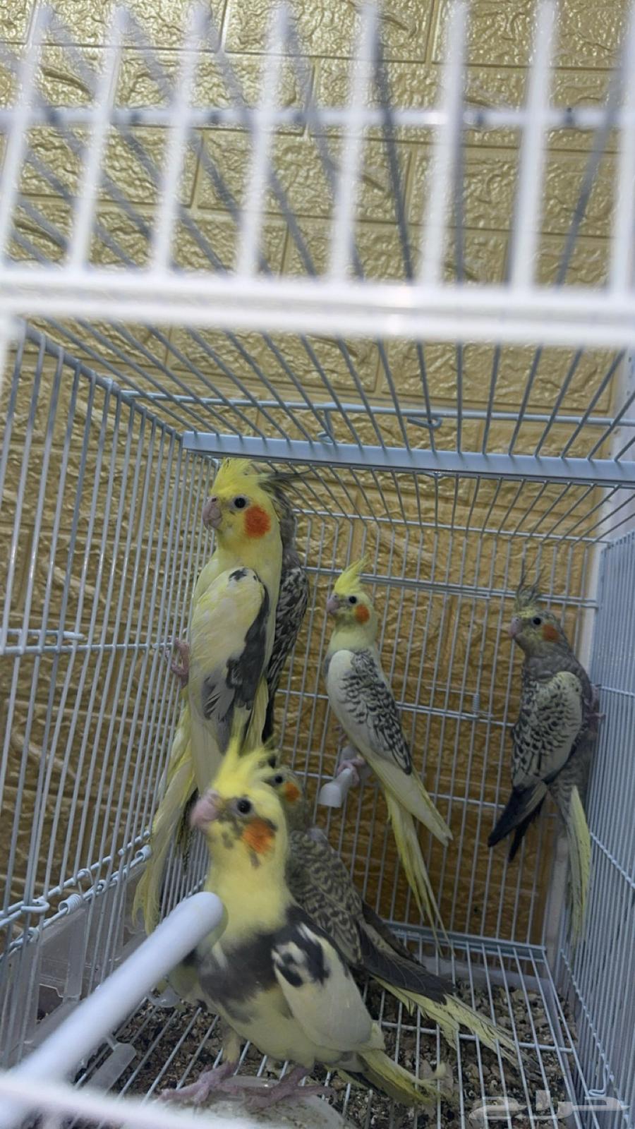 مجموعه طيور البيع للكل او ممتفرق64146247419778111