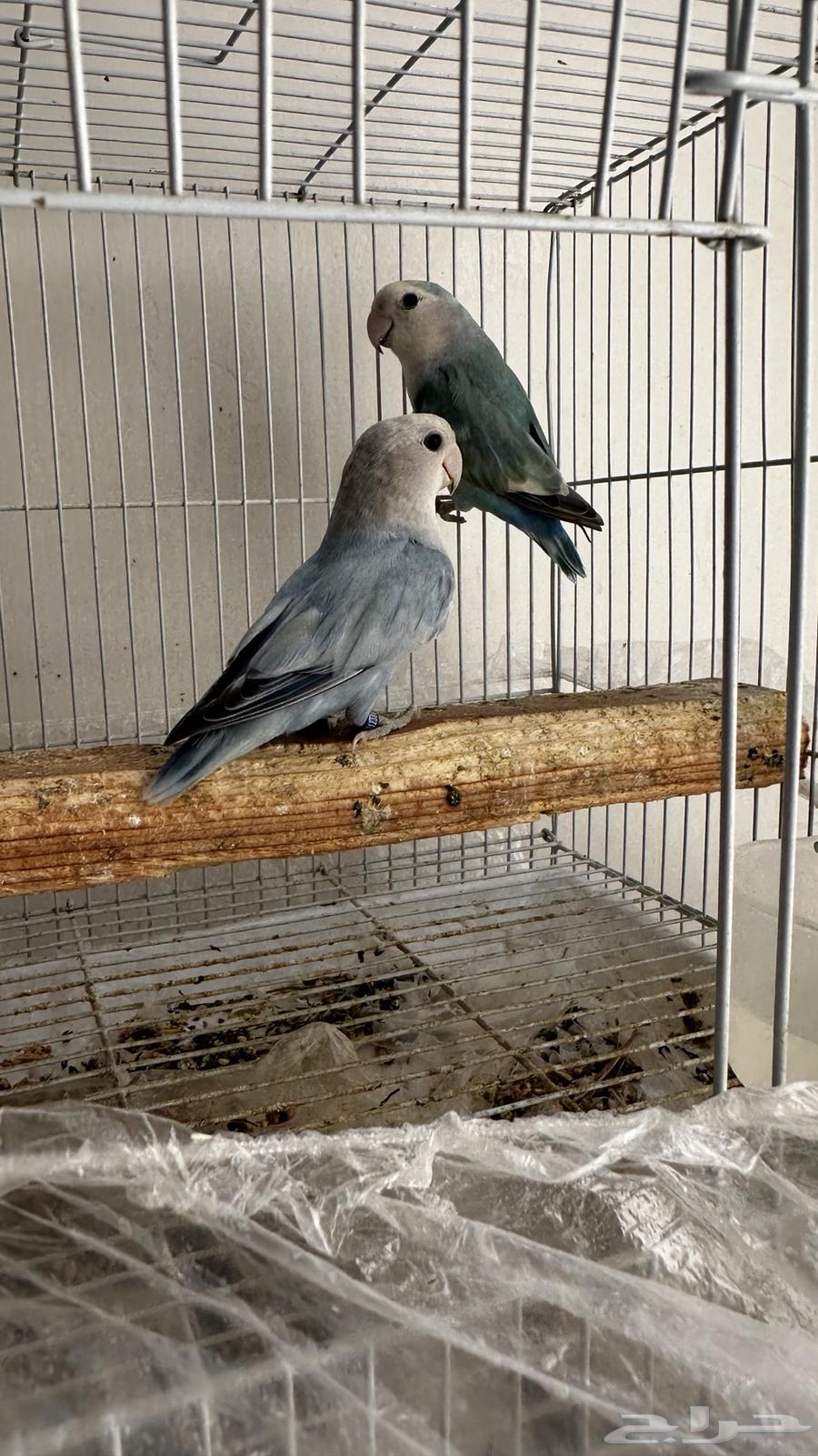 Rose-ringed Parakeets64146242422018113