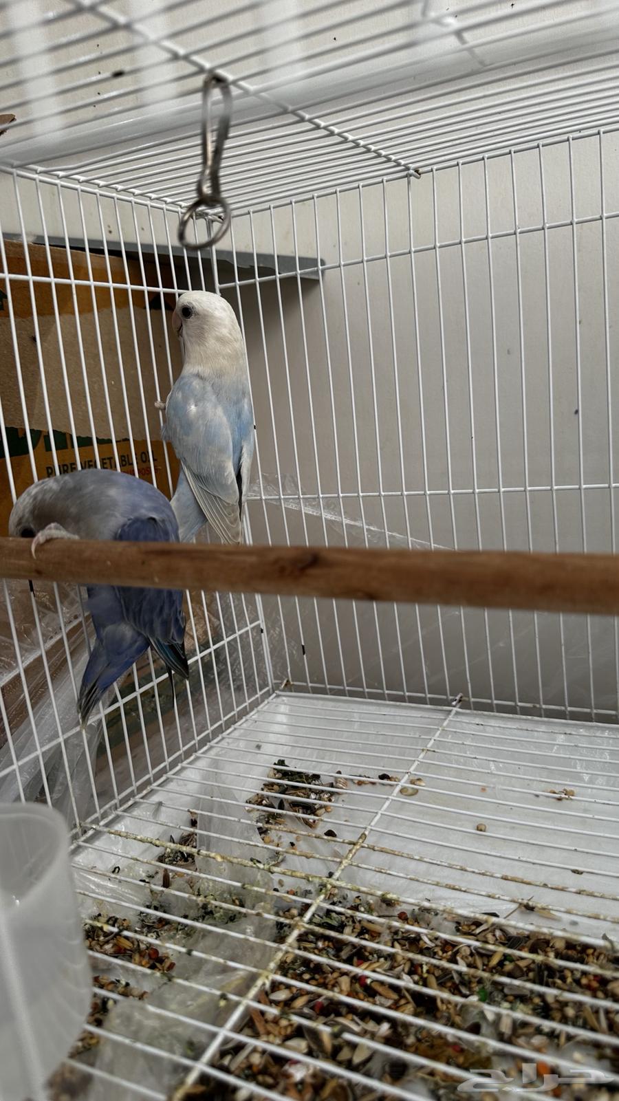 Rose-ringed Parakeets64146242422018114