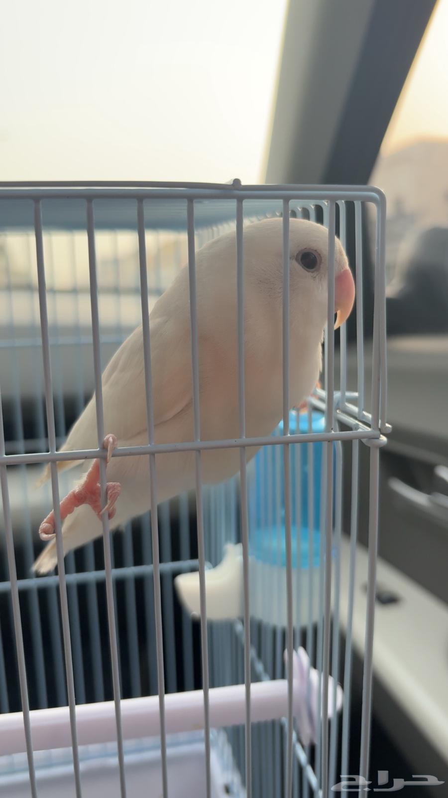 Very tame rose parrot63619153281409113
