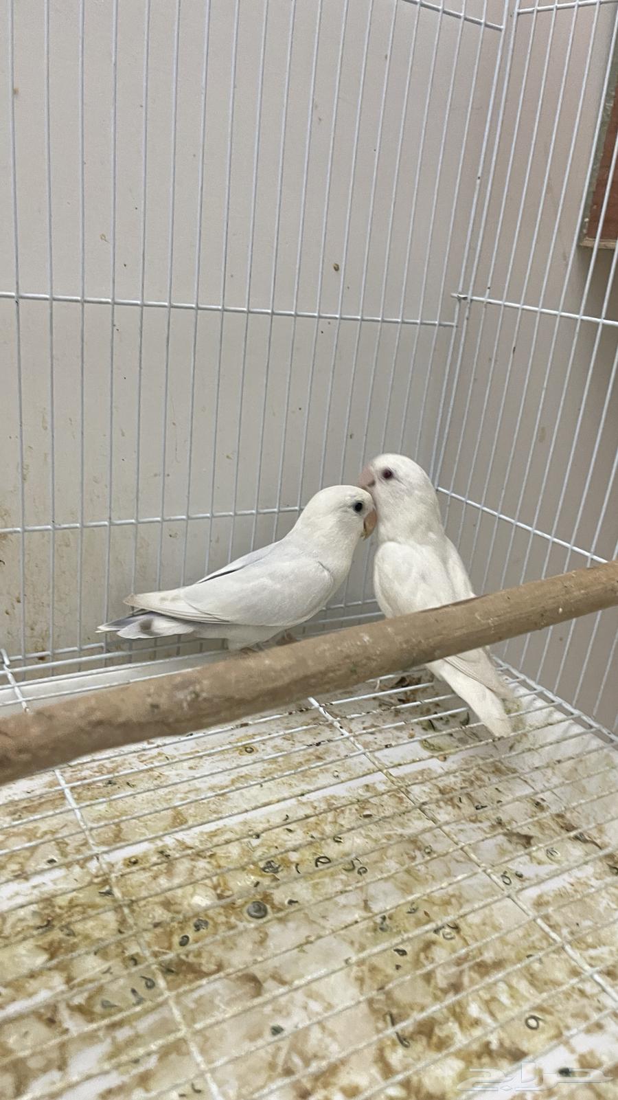 بغبغاء روز64165908166018114