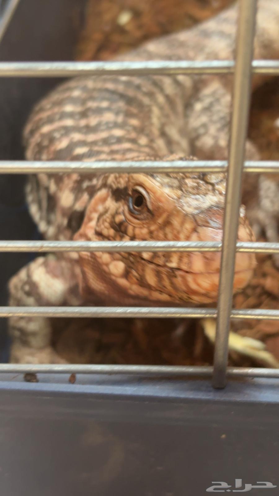 تيقو أرجنتيني للبيع64383317058561111