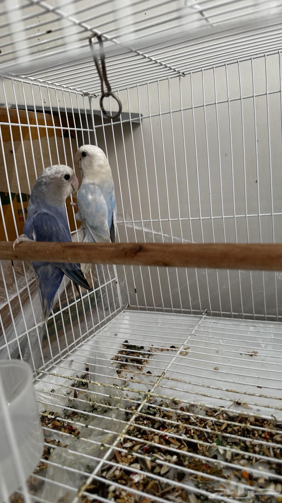 Rose-ringed Parakeets64146242422018112