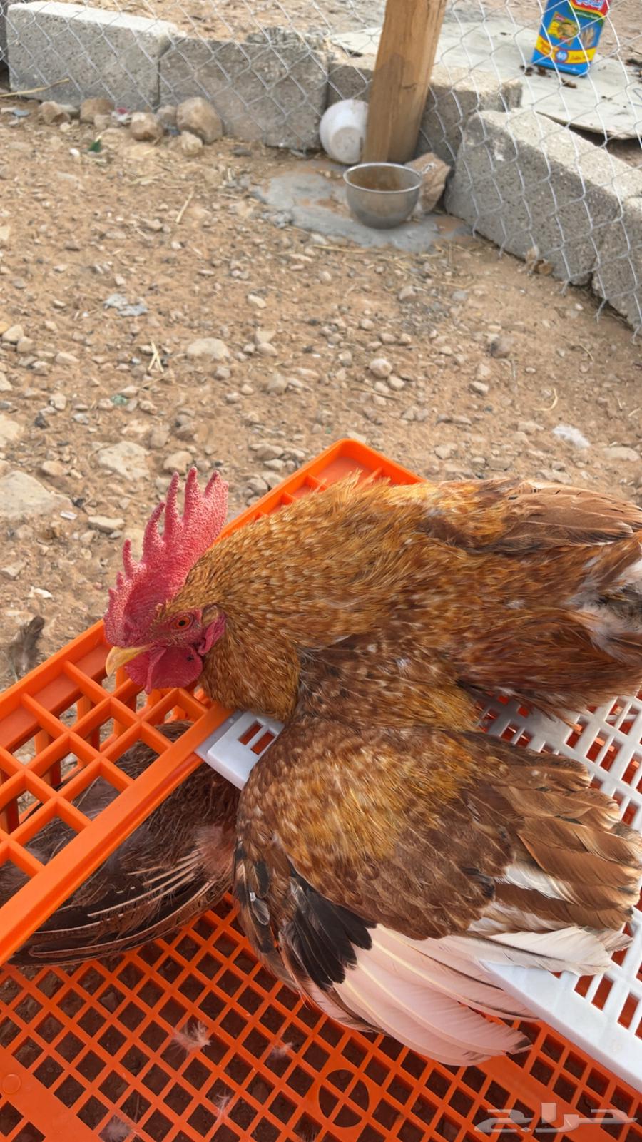 Hello and may the peace, mercy, and blessings of God be upon you. I am offering a rooster in excellent health64166542754305110
