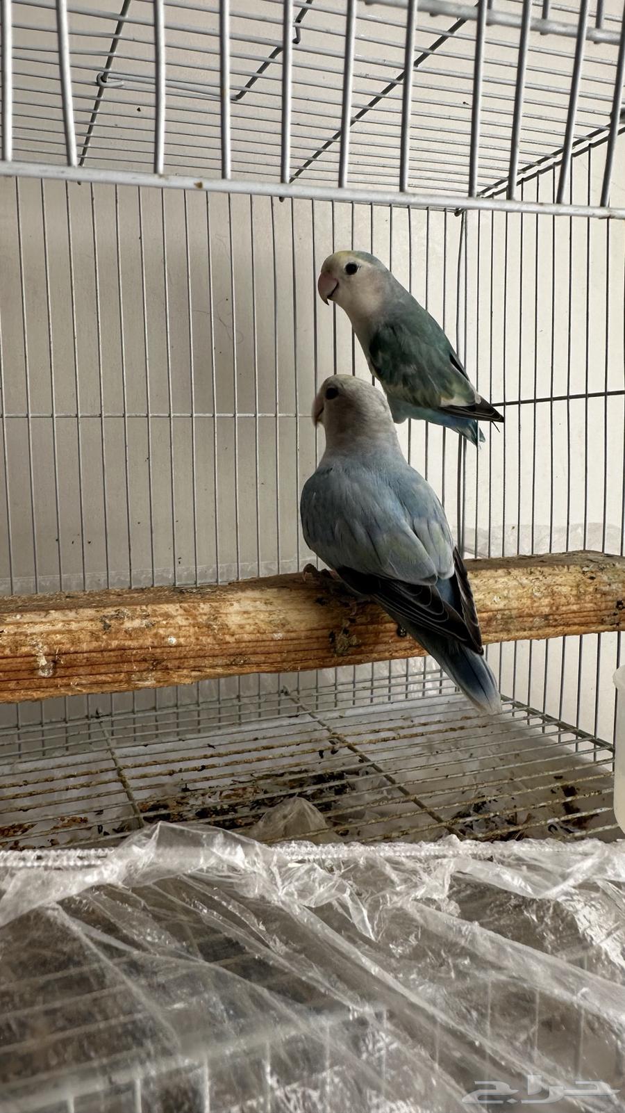 Rose-ringed Parakeets64146242422018110