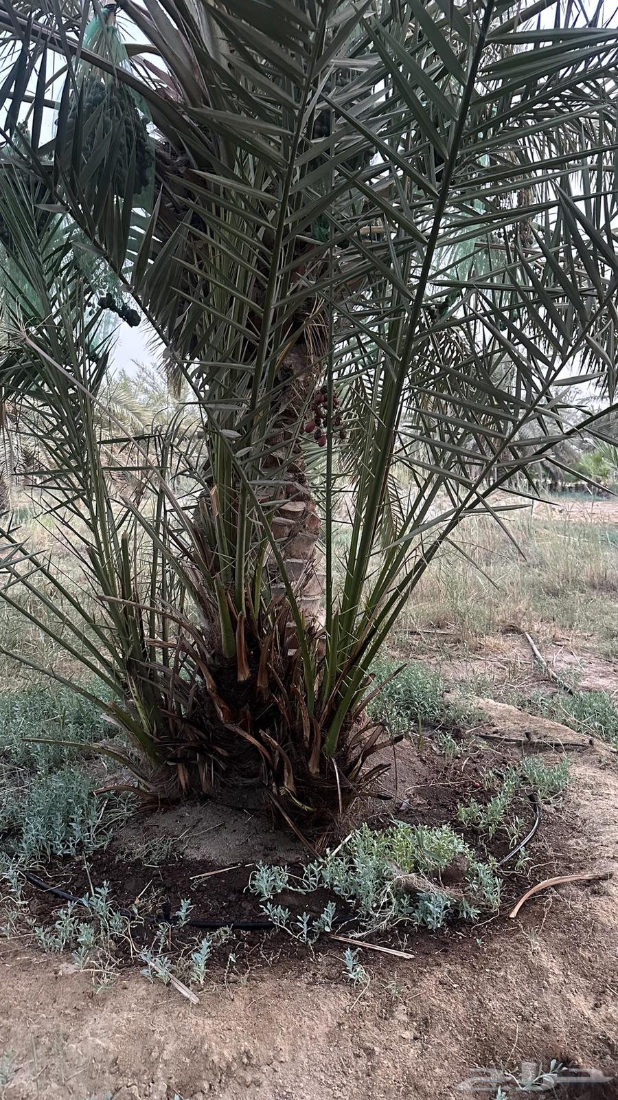 فسائل نخيل خلاص شيشي خنيزي غر64166147124865112