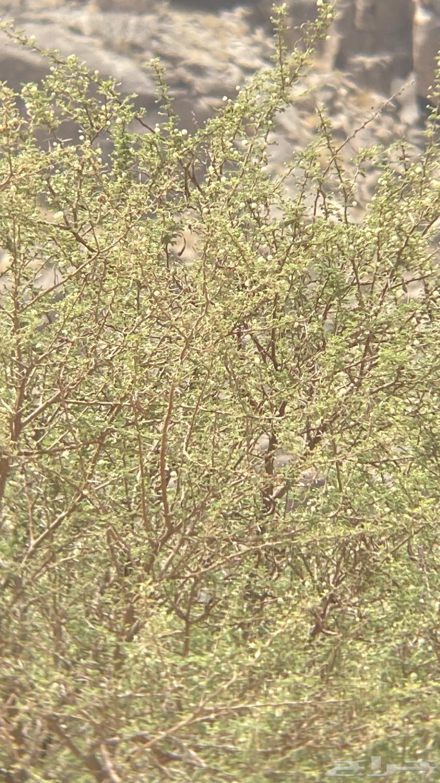 دربيل سوار فيسكي64165098592258110