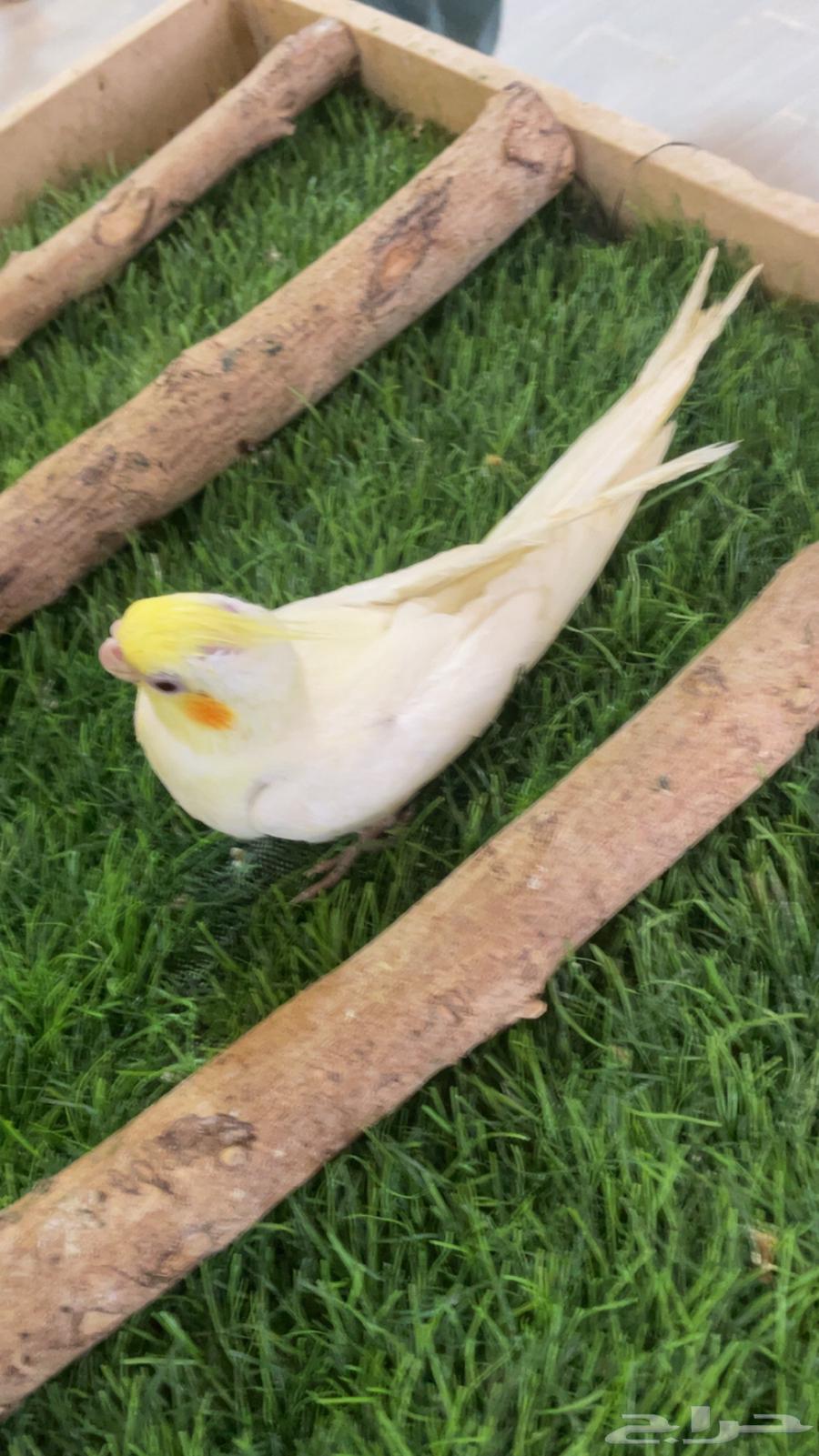 فرخ كروان نهاية غر64168350119170114