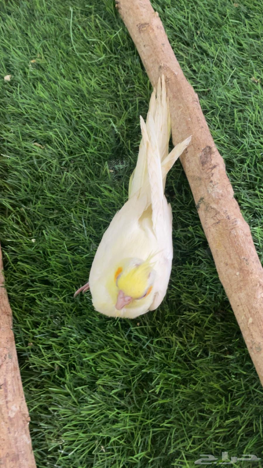 فرخ كروان نهاية غر64168350119170113