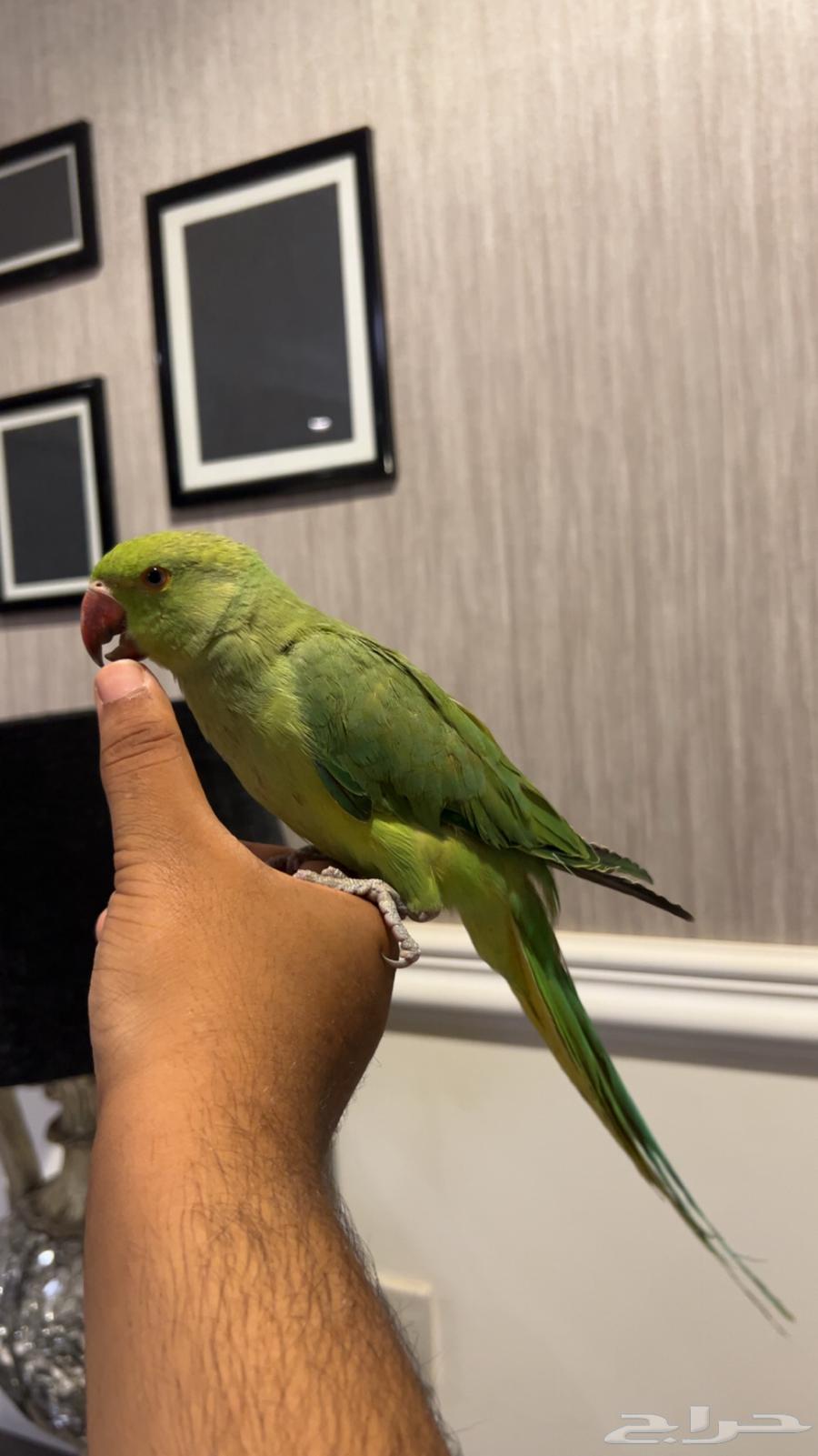 ببغاء دره هندي اليف ماعنده عض نهائيا ويقبل المسح على الجسم64168350221058111