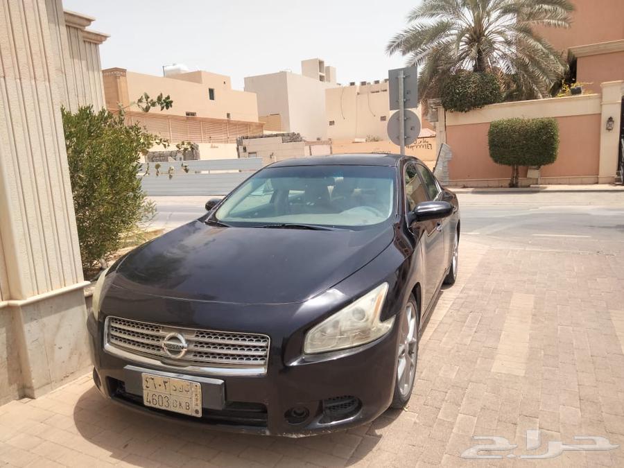 مكسيما نيسان64379282705154113