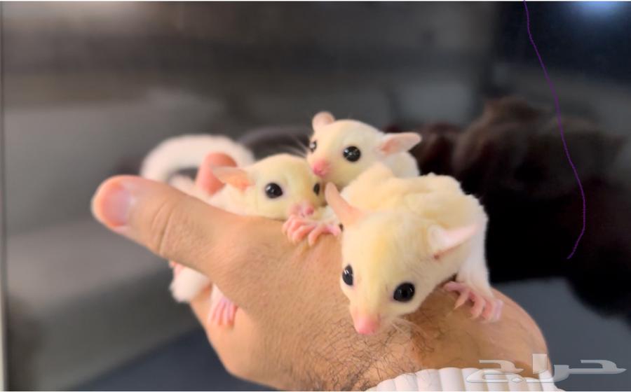 Flying Squirrel Females .. Sugar Gliders64161318911874110
