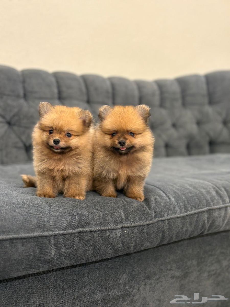 كلاب بومرنيان تي كب64173029687809111