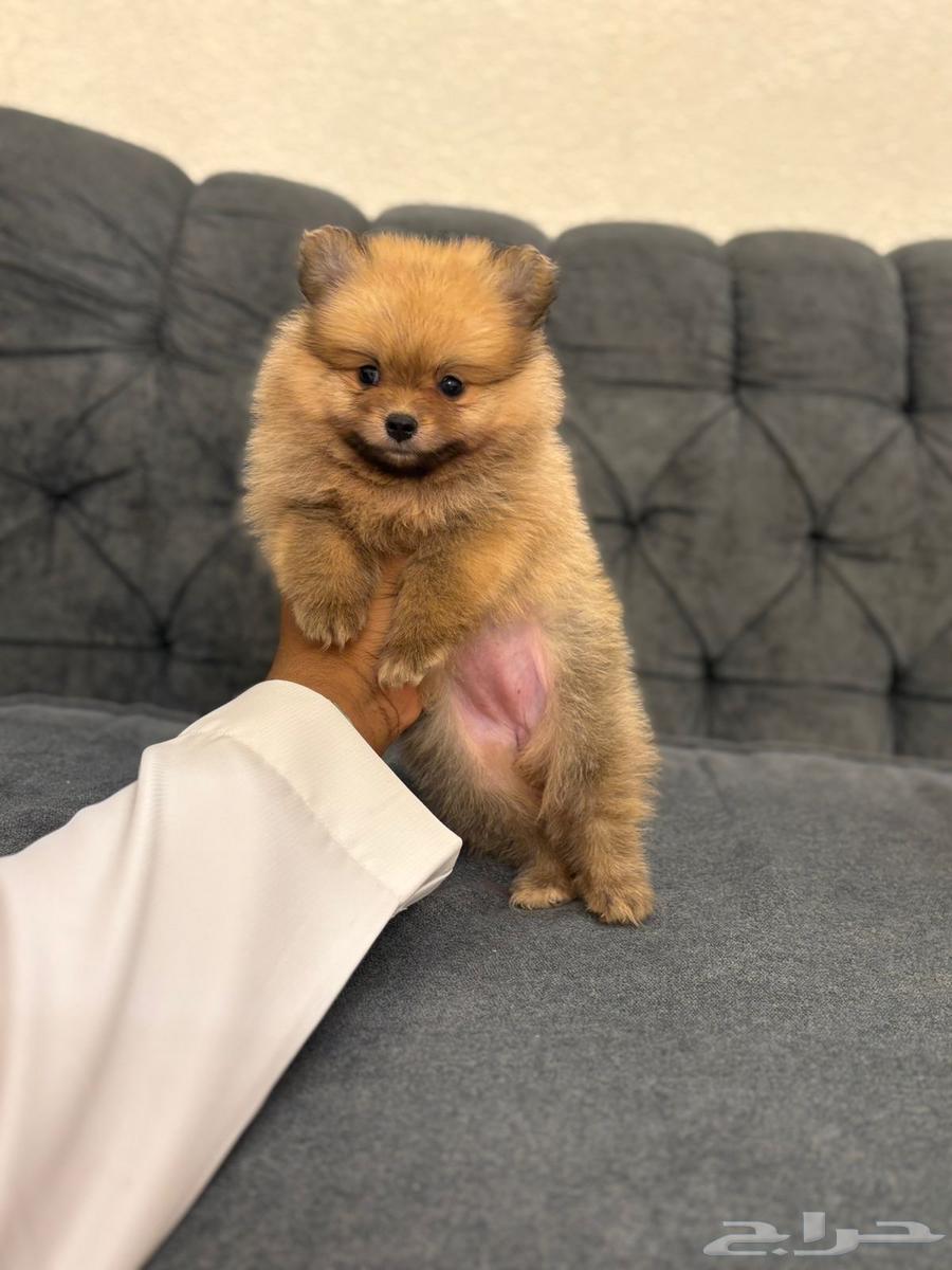 كلاب بومرنيان تي كب64173029687809113