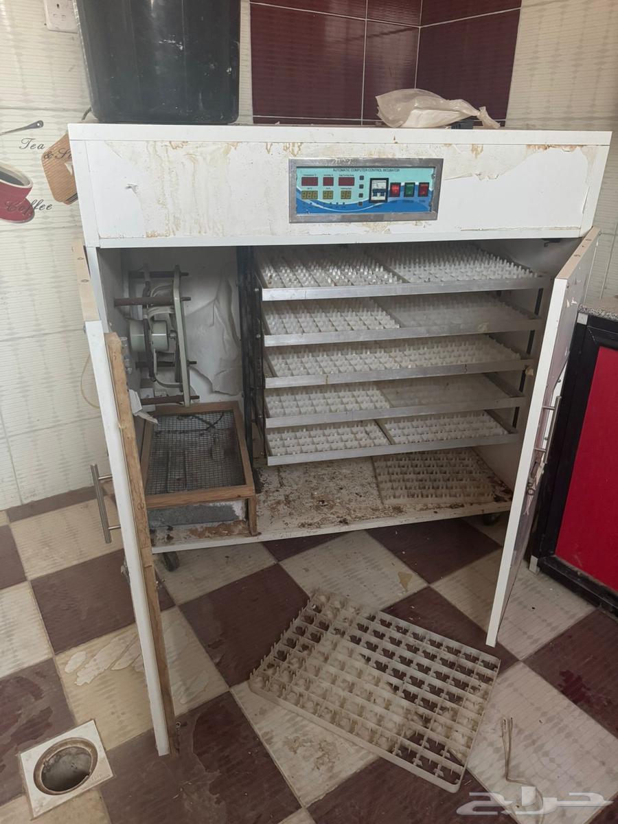 فقاصة بيض64159351224833112