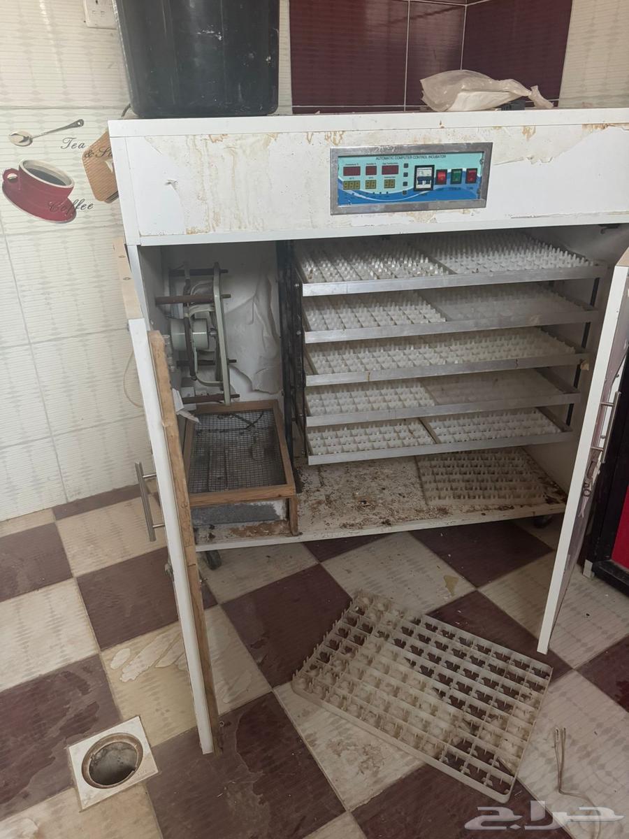 فقاصة بيض64159351224833111