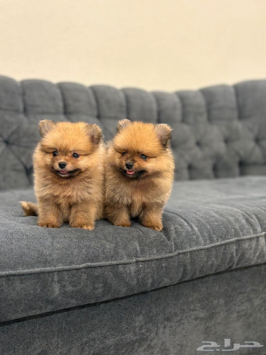 كلاب بومرنيان تي كب64173029687809112