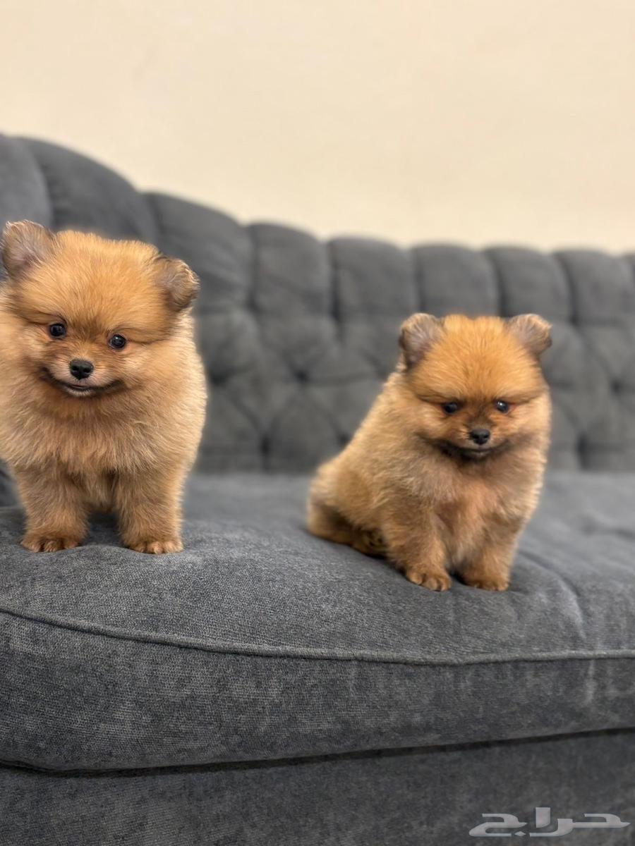 كلاب بومرنيان تي كب64173029687809110