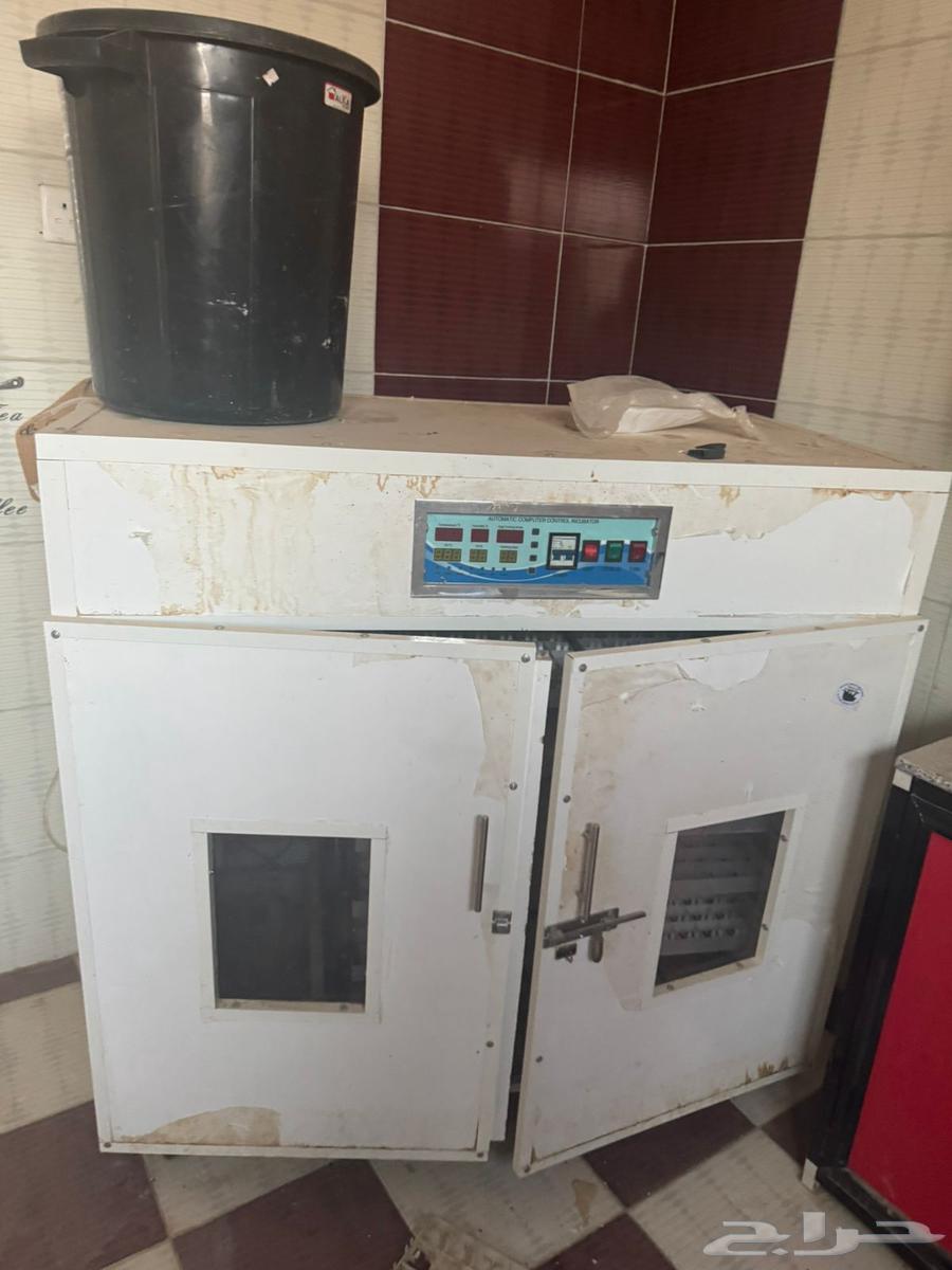 فقاصة بيض64159351224833110