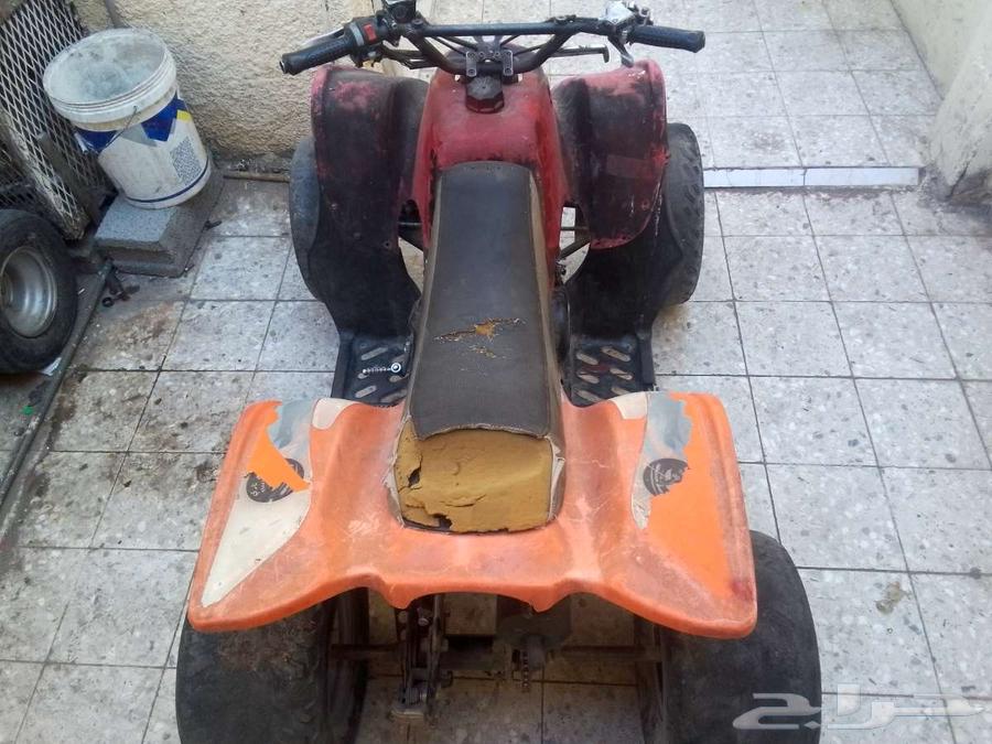 الدباب وأموري طيبة64375288905347113