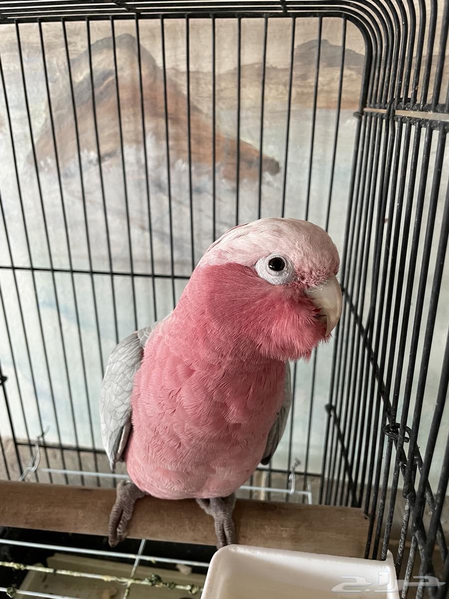 Cockatoo Galla - Very tame - Talkative and dancer - Male64148358394115114