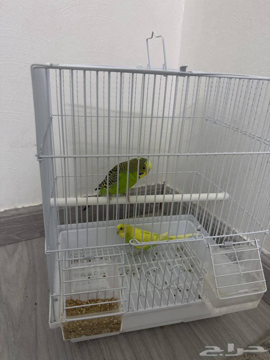 عصافير للبيع64168571683843110