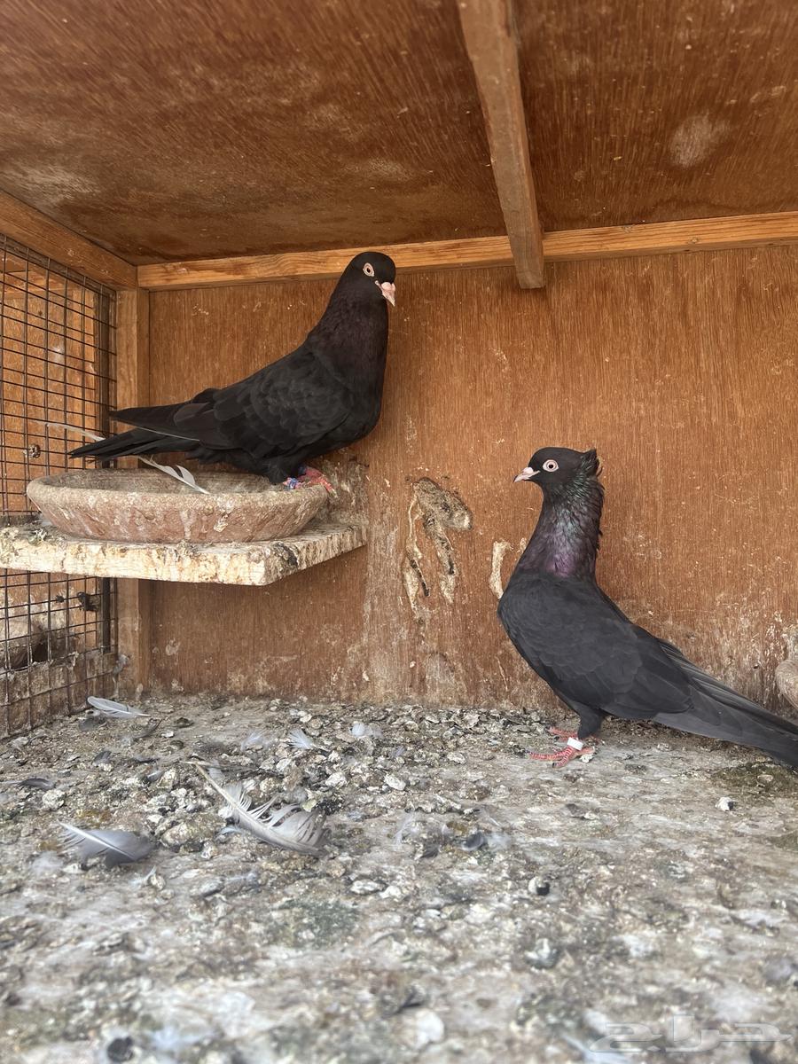 جوز منتج مطير للبيع64171275571841112
