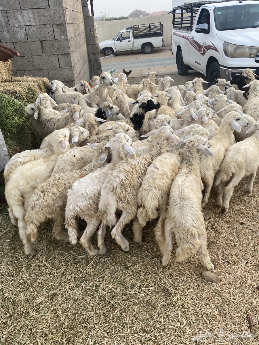 70 راس بهم حري64165311279490114