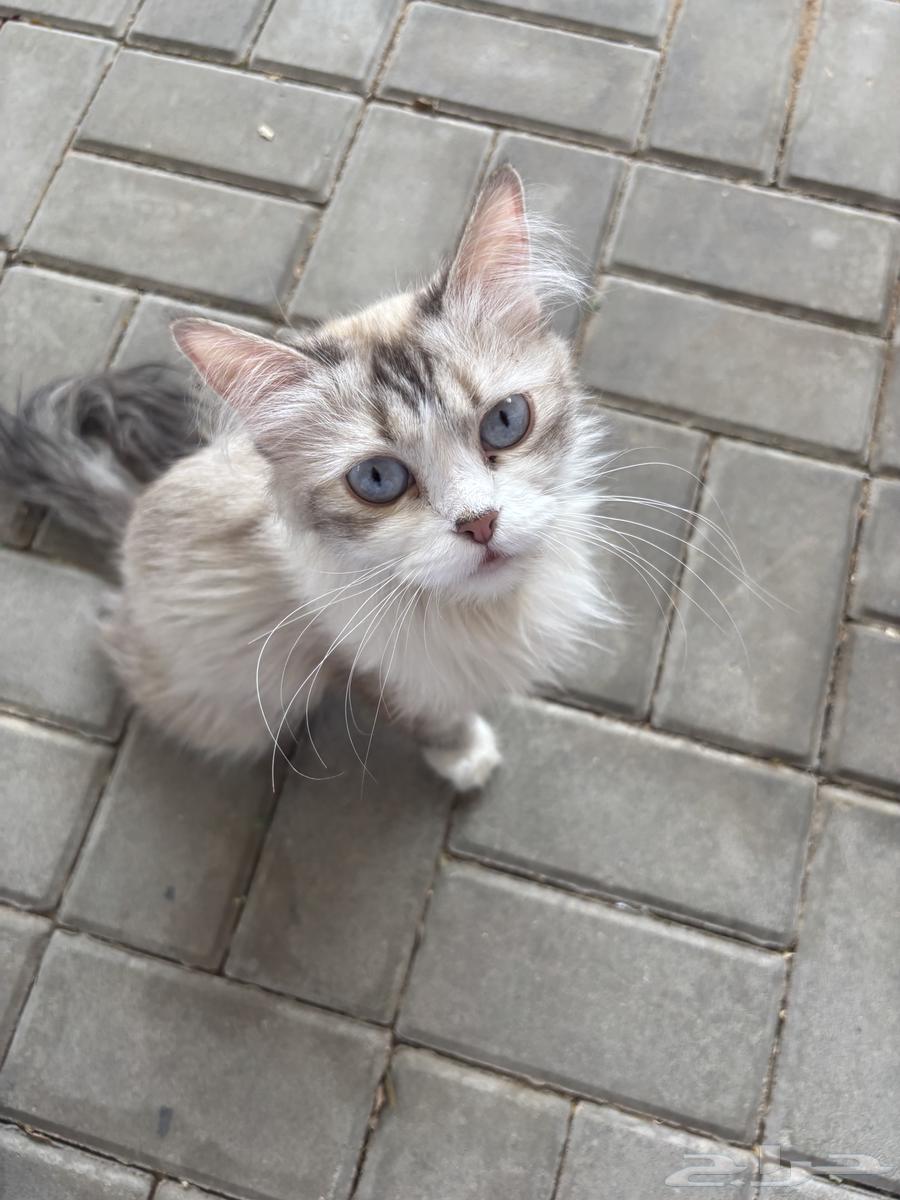 Cat64173239032066112