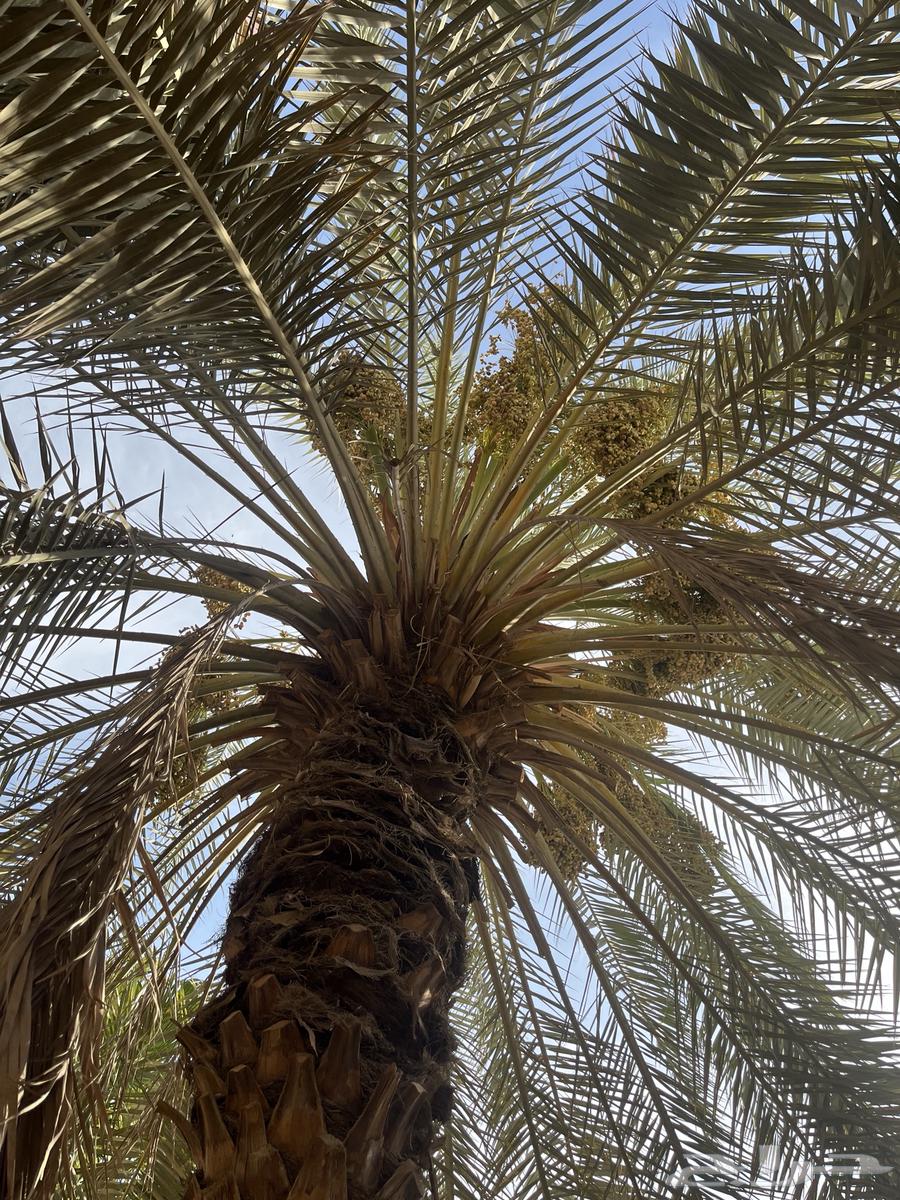 نخلة برحي64152038483714111