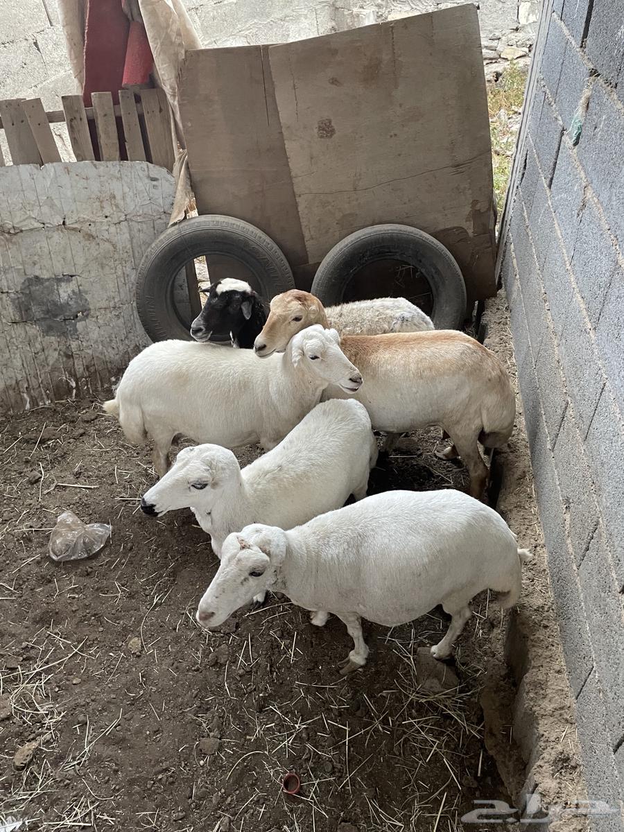 Sheep Al-Sama or Dirham64165919265027112