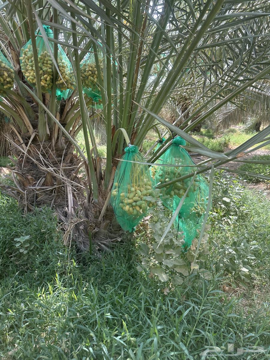 Fruit-bearing palm trees available in various quantities and sizes, contact me through Al-Saamel64155868050561114