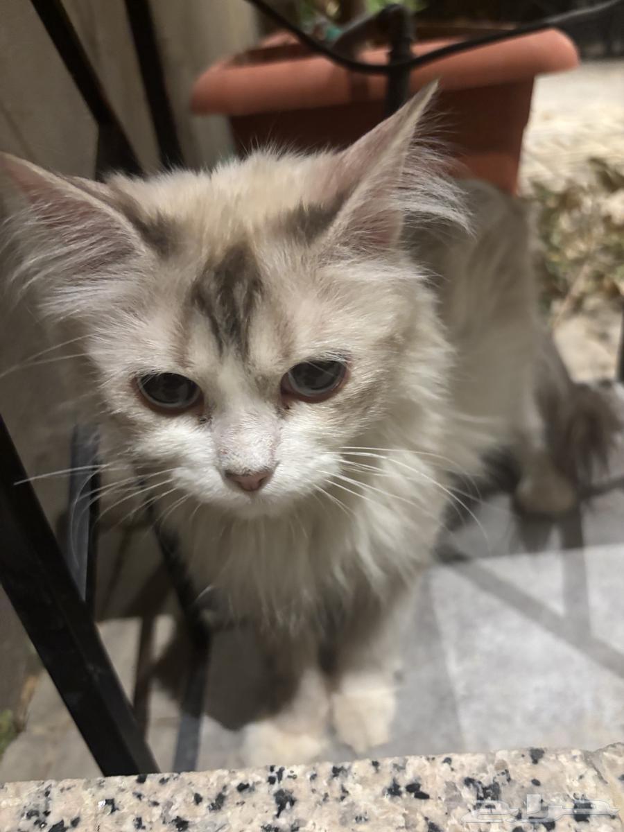 Cat64173239032066113