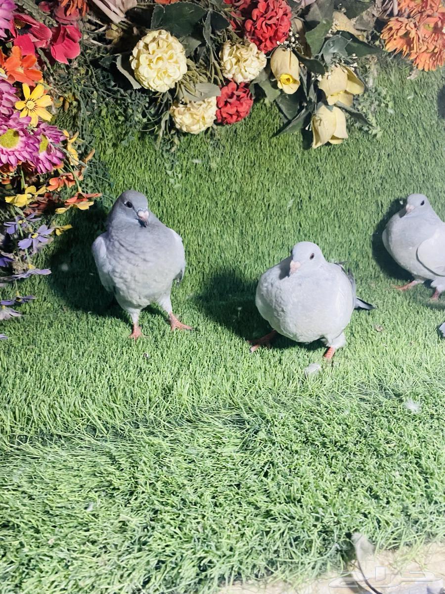 للبيع طبات زواجل ايس64173450244994111