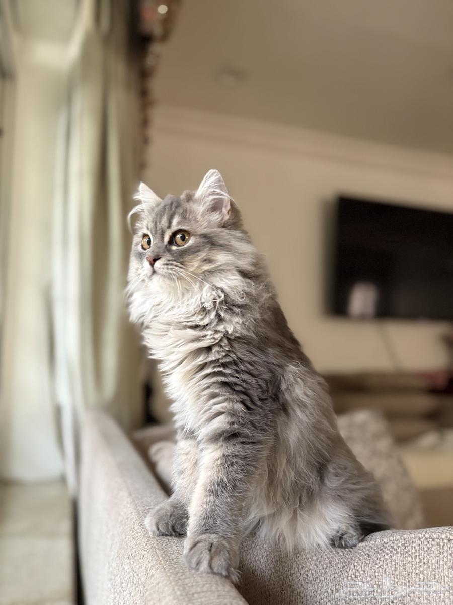 قطتين للبيع64153402887297110