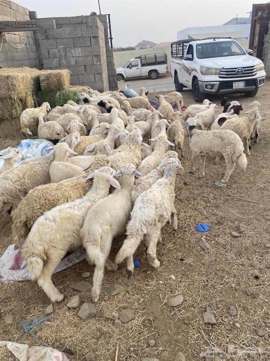 70 راس بهم حري64165311279490111