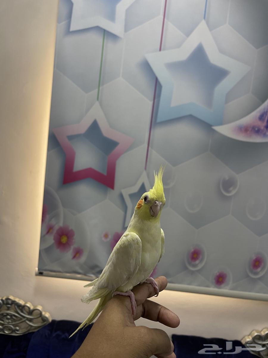 ببغاء كروان اليفة64169027716355112