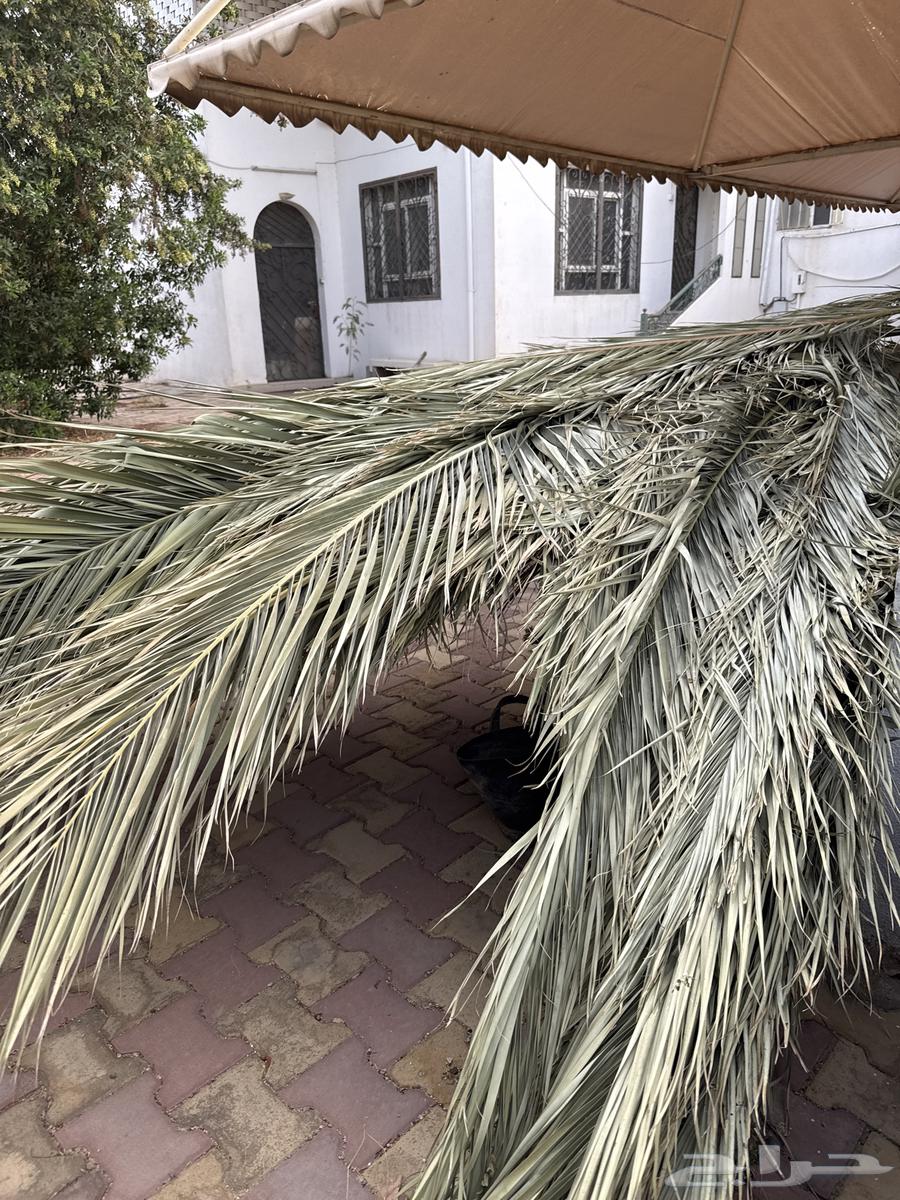 سعف نخيل64165698428546110