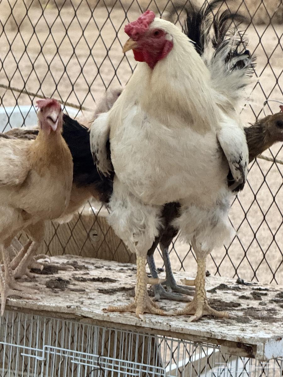 بيع أربع ديكة64383386500865113