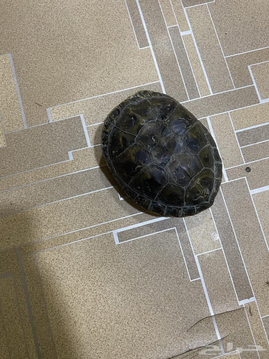 اللبيه سلحفاء وسط64176083900162111