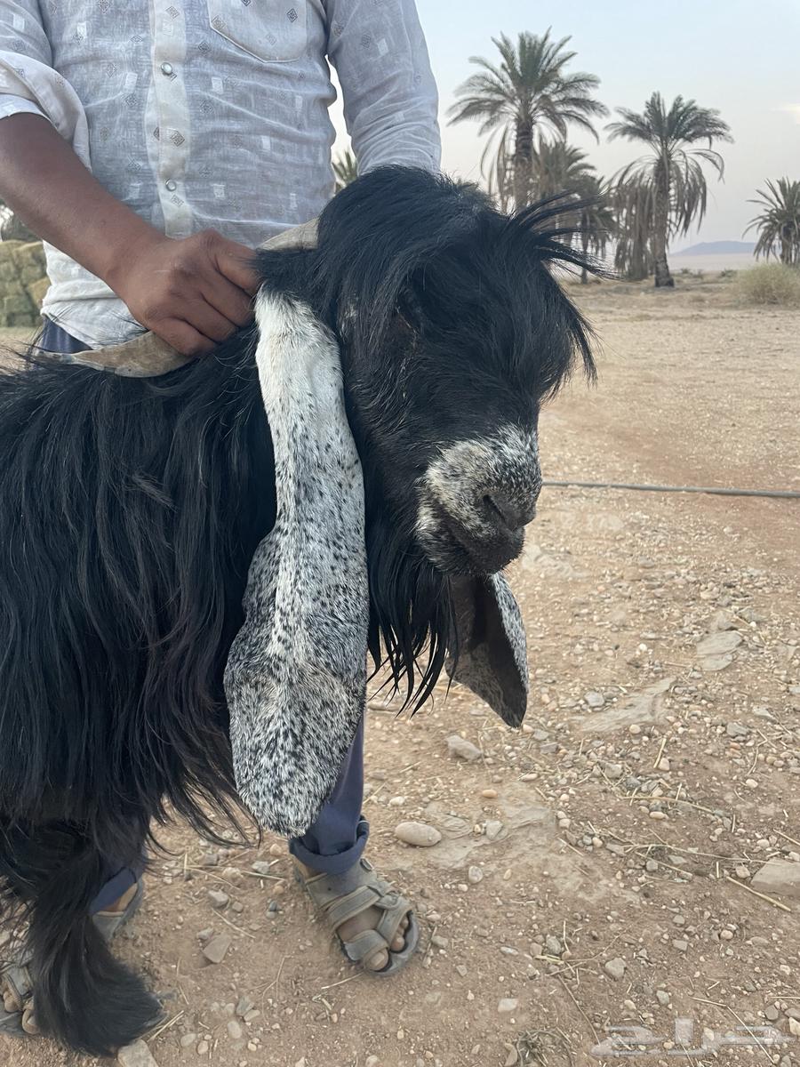 للبيع تيس فحل64167731194755110