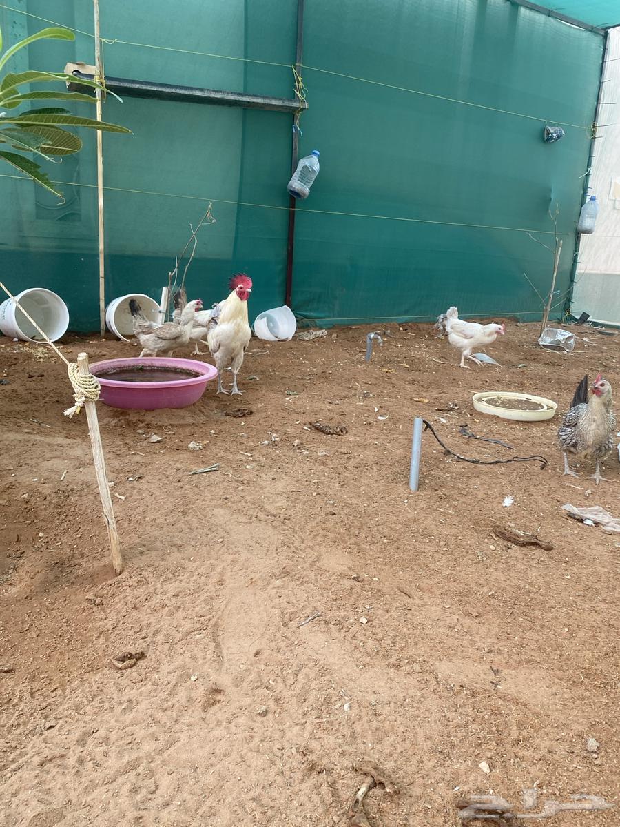 دجاج للبيع ويوجد ايضا  دجاج قزمي نادر64165098801153114