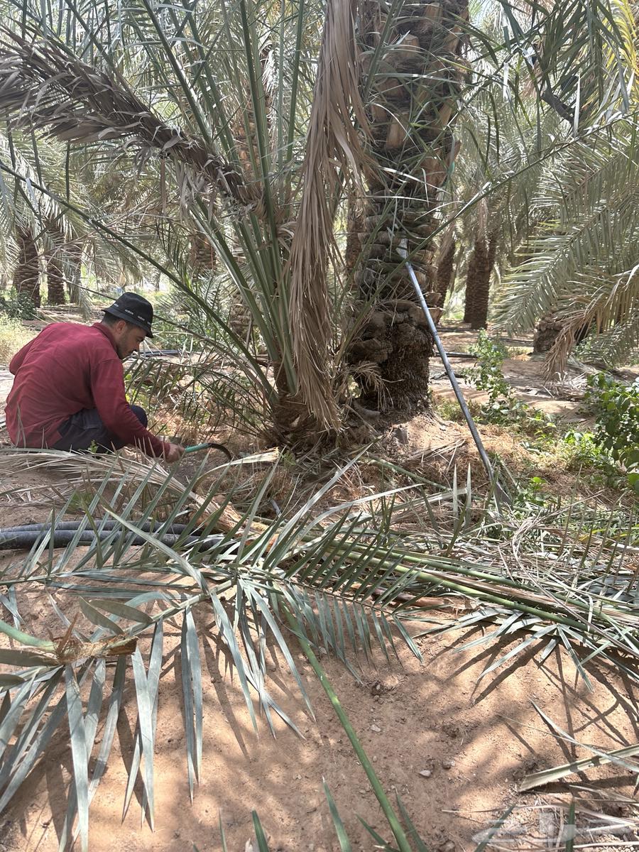 Fruit-bearing palm trees available in various quantities and sizes, contact me through Al-Saamel64155868050561113