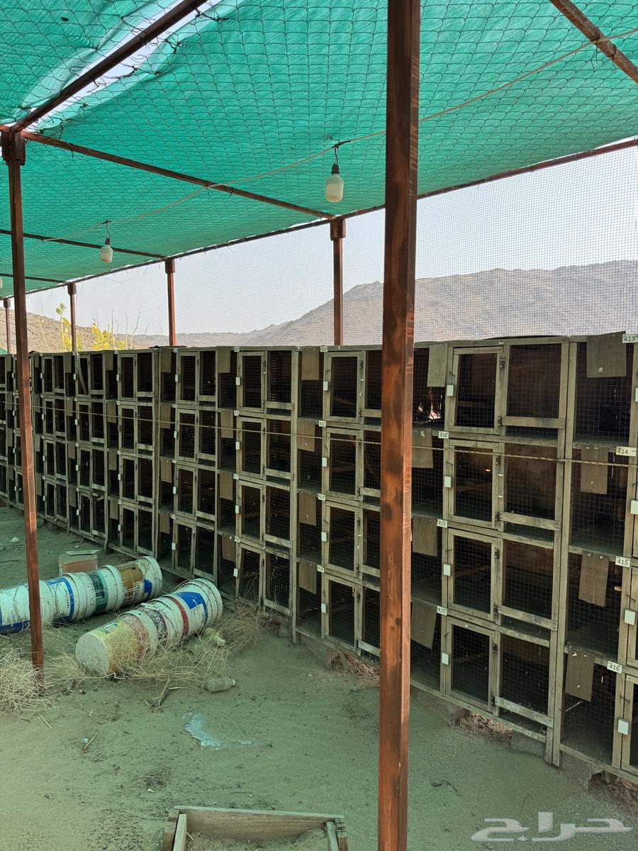 Complete pigeon breeding project with wooden coops, drinkers, feeders64157853451138111